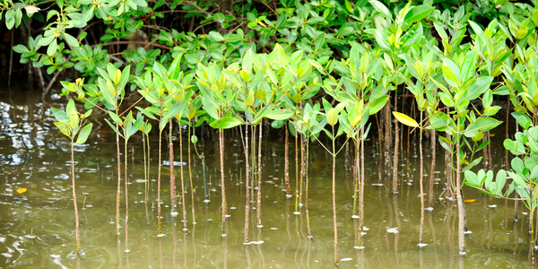 What Are Mangroves And Why Are They So Important?